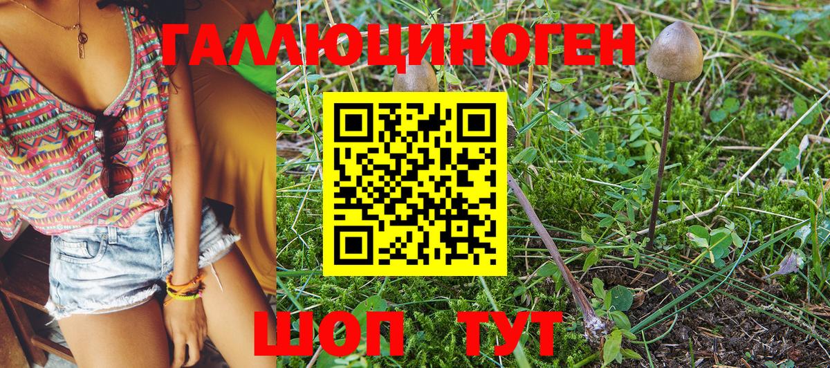 закладки  Вход с VPN  Владикавказ  Псилоцибиновые грибы GOLDEN TEACHER 